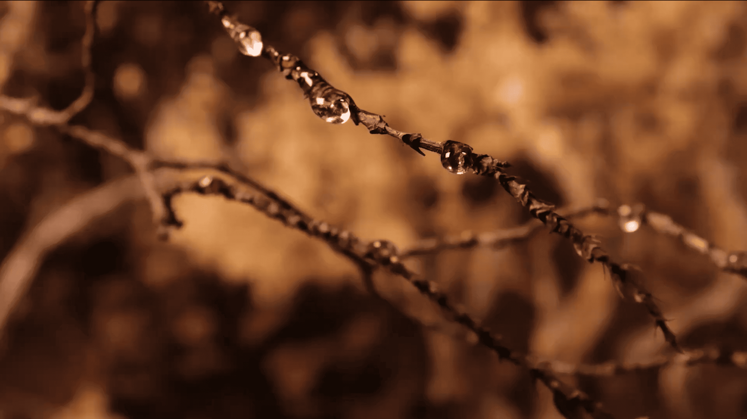 Essence Image Group 2