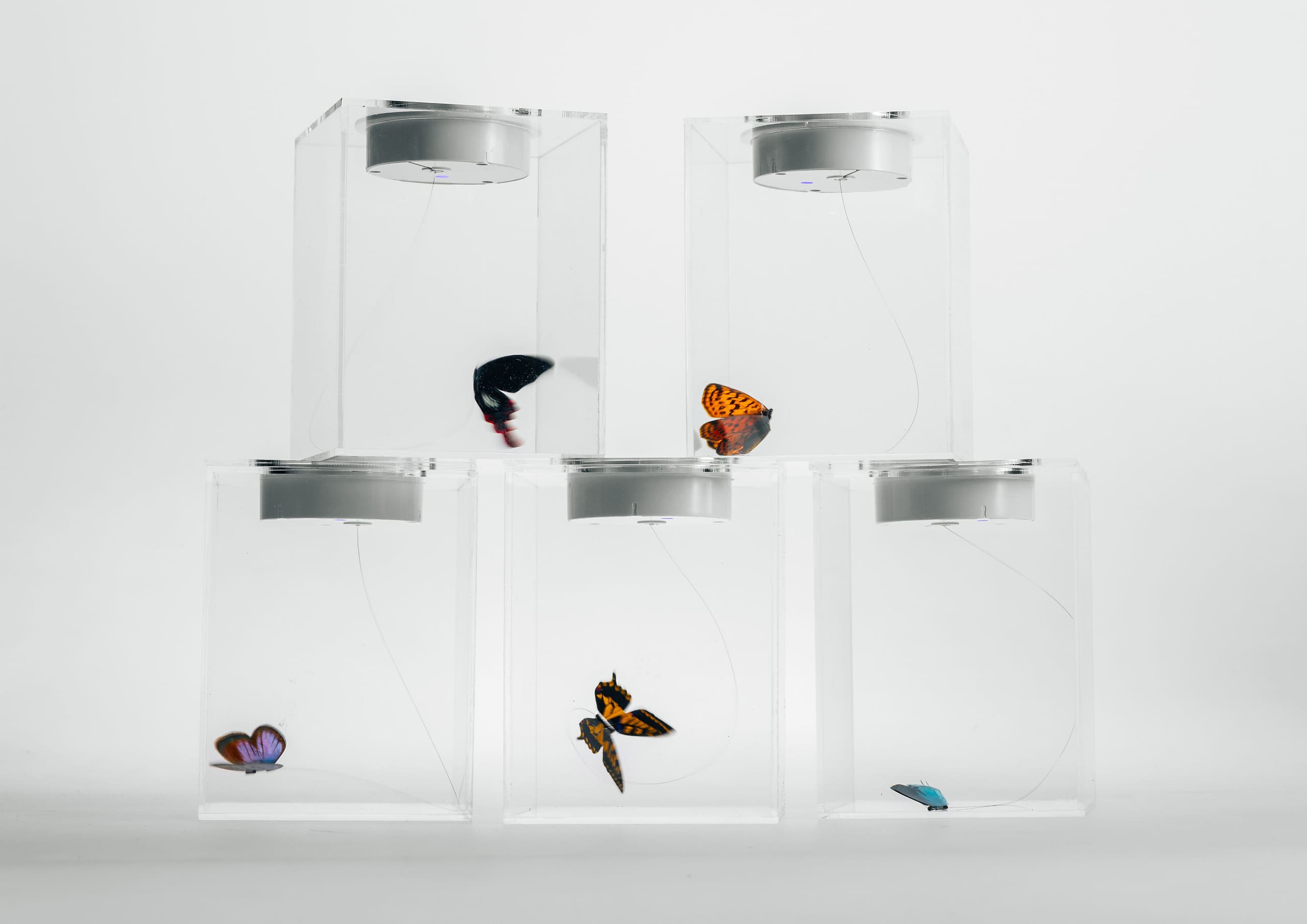 The Fading ButterflyWork Photo