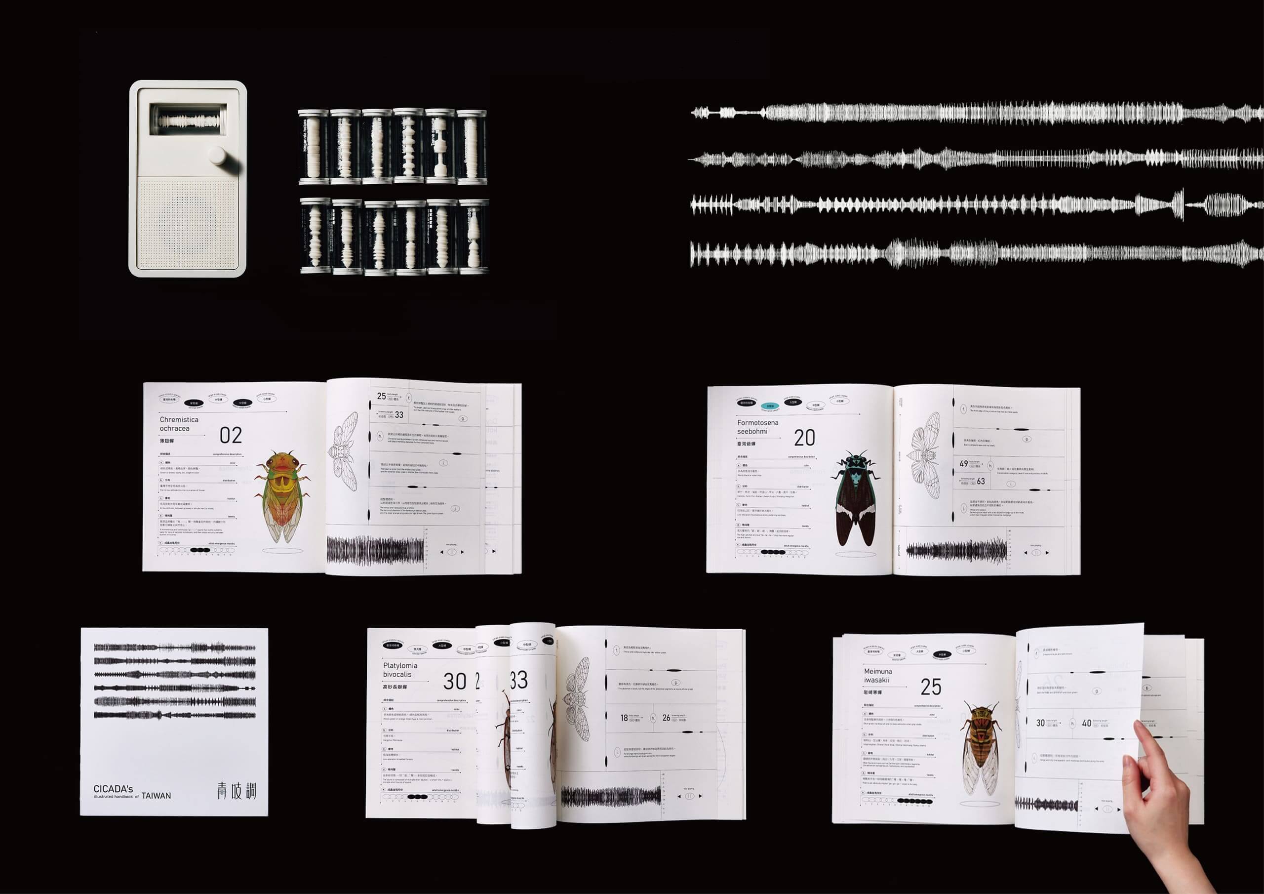 CICADA’S TUNEWork Photo